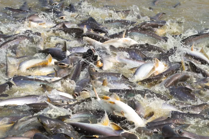 Cardume de panga em viveiro de aquicultura