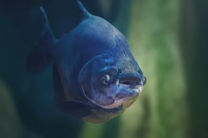 Tambaqui nadando em ambiente aquático