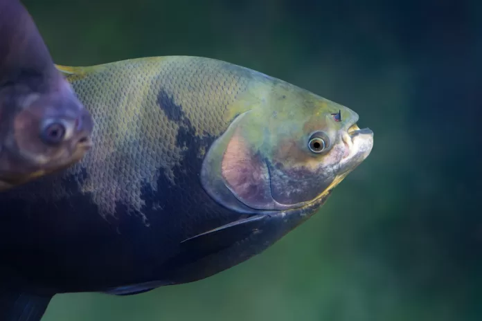 Tambaqui em close mostrando detalhes da coloração da pele