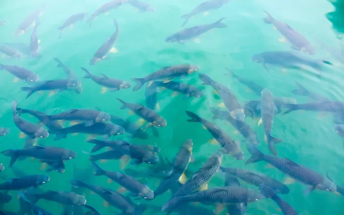 cardume de peixes em água verde-azulada em ambiente de aquicultura