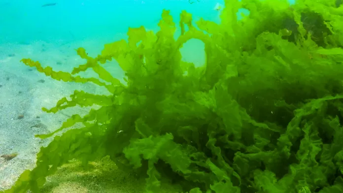 Alga verde Ulva submersa no mar, fonte natural de ulvano