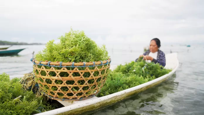 Mulher em canoa colhendo algas marinhas frescas em cesto de palha, durante cultivo tradicional no mar.