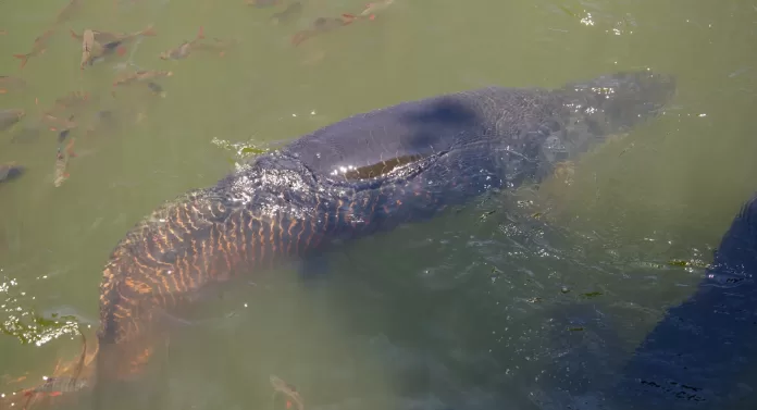 Pirarucu adulto (Arapaima gigas) nadando à superfície, cercado por peixes menores em viveiro de água esverdeada.