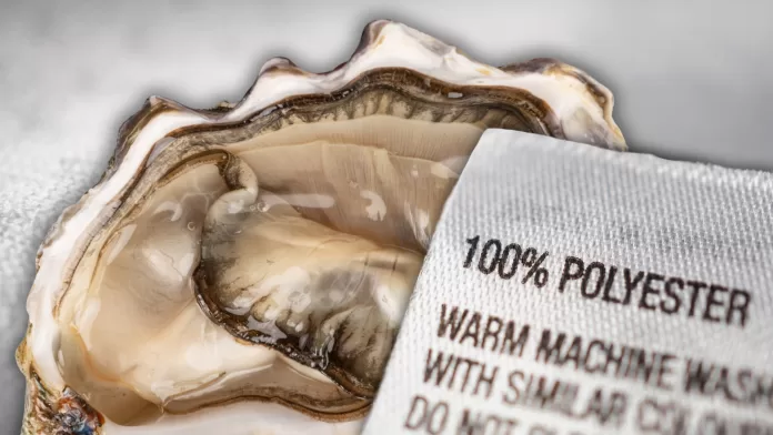 Close de uma ostra aberta ao lado de uma etiqueta de tecido com a inscrição “100% poliéster”, simbolizando a contaminação por microfibras plásticas em organismos marinhos filtradores.