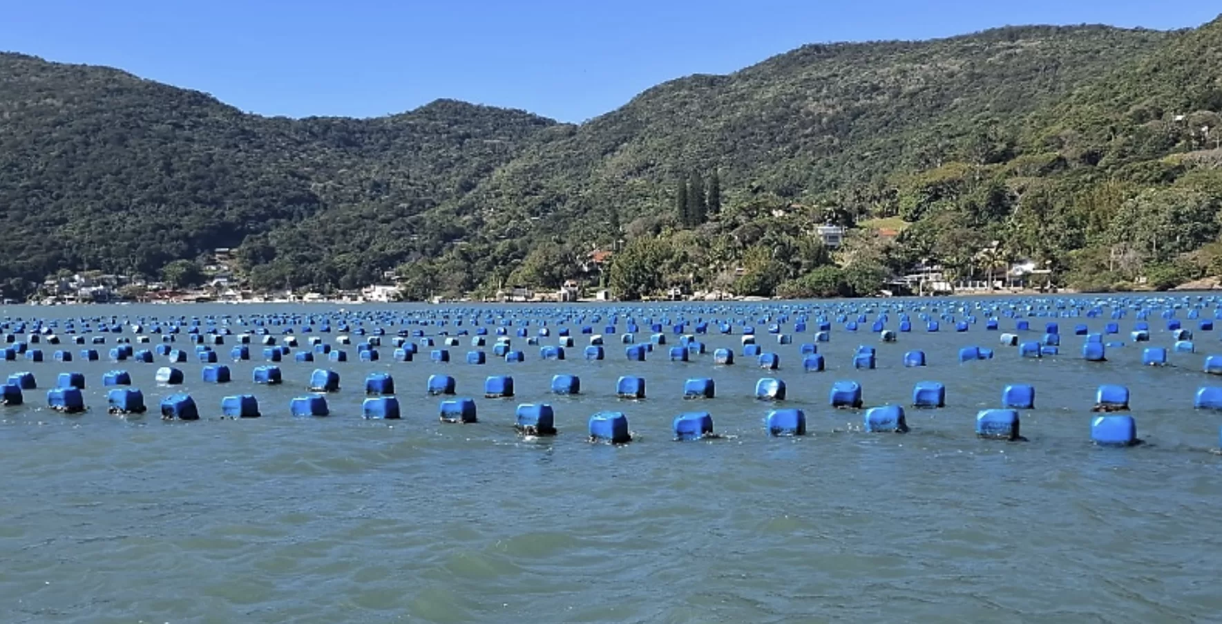 Fazenda marinha de ostras com fileiras de boias azuis em sistema long-line, com morros verdes ao fundo.