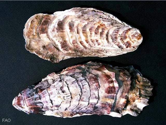 Conchas da ostra-do-Pacífico (Magallana gigas) com anéis concêntricos, vista superior, em fundo preto. (Foto: FAO)