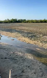 Viveiro de carcinicultura após a limpeza com biorremediadores.