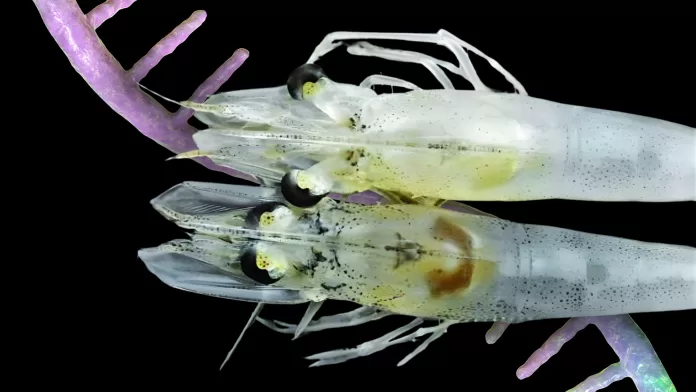 Dois camarões-brancos-do-Pacífico; o inferior com hepatopâncreas escurecido indicativo de infecção por EHP; fundo com hélice de RNA estilizada.