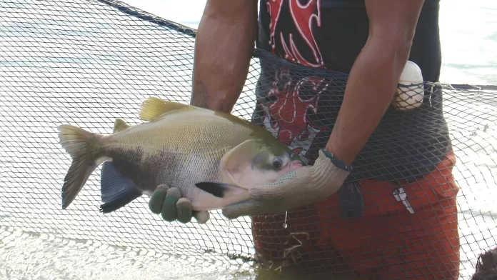 Peixe sendo segurado em rede de piscicultura no Piauí