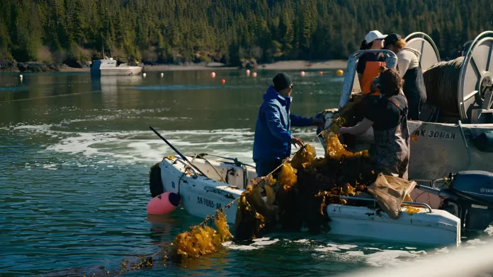 Cultivo de algas no Alasca Pescadores colhendo algas em embarcação no Alasca