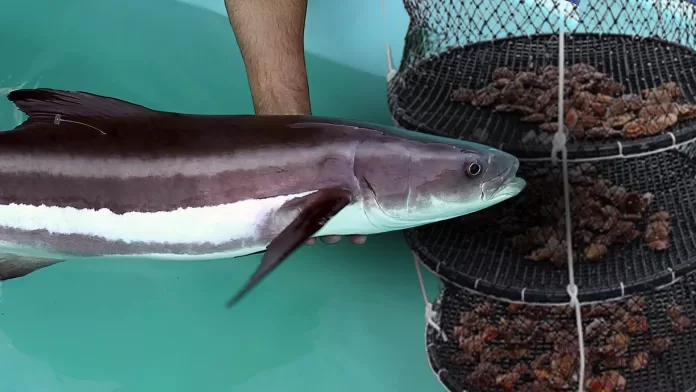 Bijupirá e vieiras cultivados em sistema de aquicultura integrada multitrófica no Brasil.