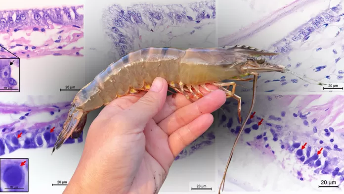 Camarão Penaeus monodon saudável sendo segurado por pesquisador com fundo de micrografias histológicas.