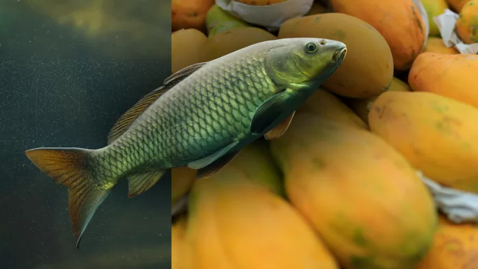 Carpa comum sobre fundo de mamões ilustrando o uso do extrato de folha de mamão na alimentação de peixes