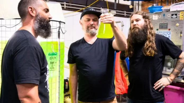 Fundadores da cervejaria Young Henrys analisam cultivo de algas para reduzir emissões de metano