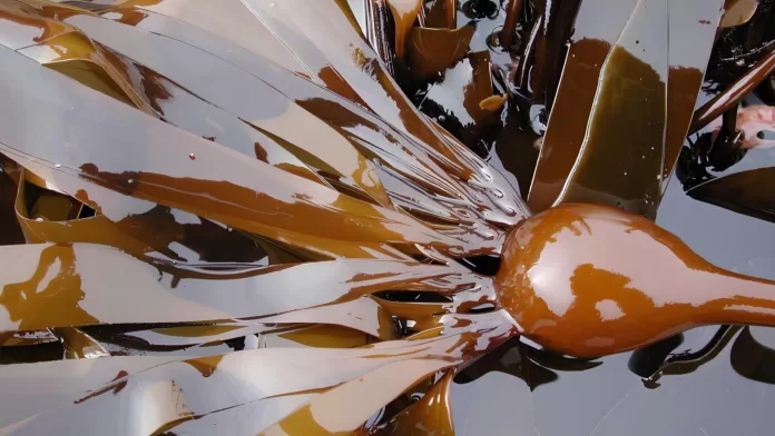 Macroalga kelp no Alasca usada na aquicultura sustentável