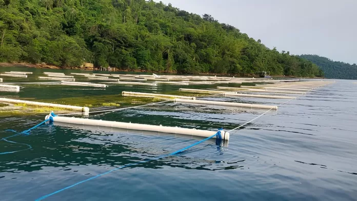 Viveiros e tanques marinhos de aquicultura com boias e flutuadores em águas costeiras, com vegetação de fundo.