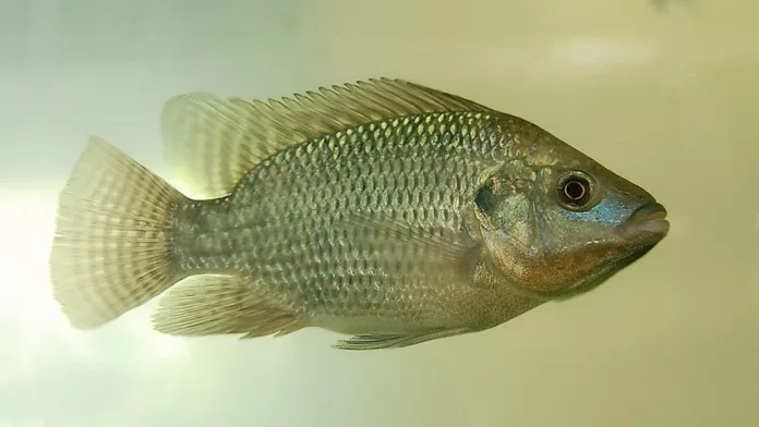Tilápia criada em sistema de bioflocos (BFT)