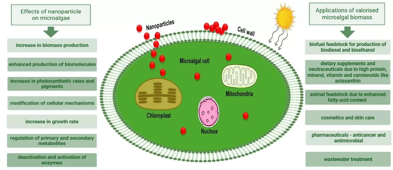Ilustração celular mostrando os efeitos e aplicações das nanopartículas em microalgas, incluindo aumento de biomassa e biomoléculas.