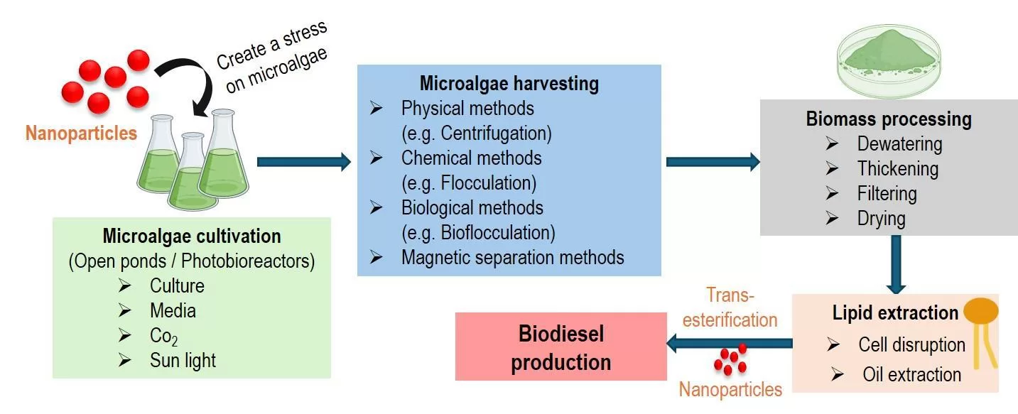 Fluxograma do processo de cultivo, colheita e processamento de microalgas com nanopartículas, incluindo extração de lipídios e produção de biodiesel.