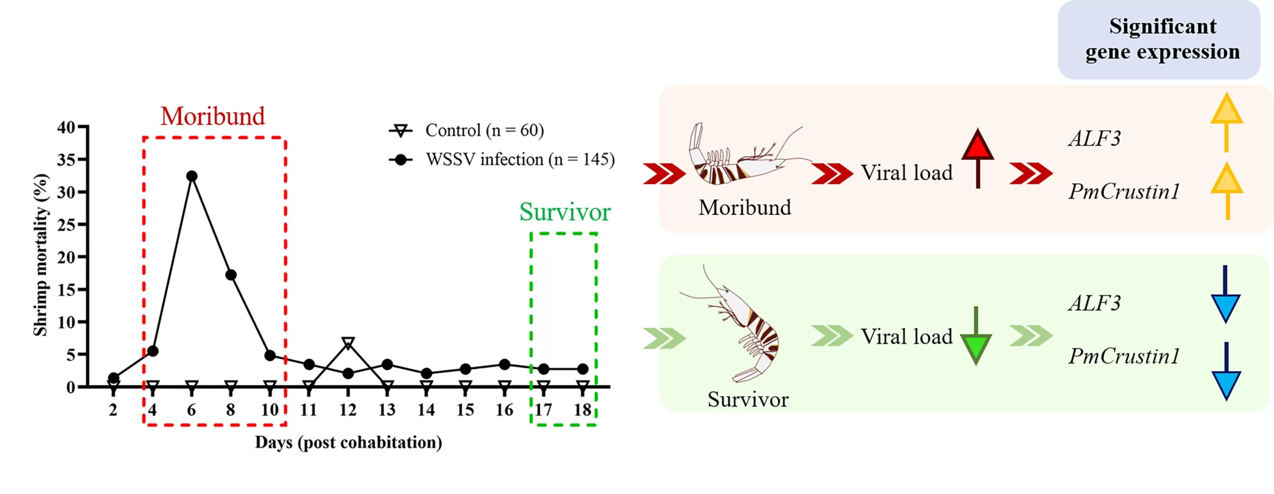 Gráfico e diagrama ilustrando a mortalidade e a expressão gênica diferencial de camarões infectados por WSSV.