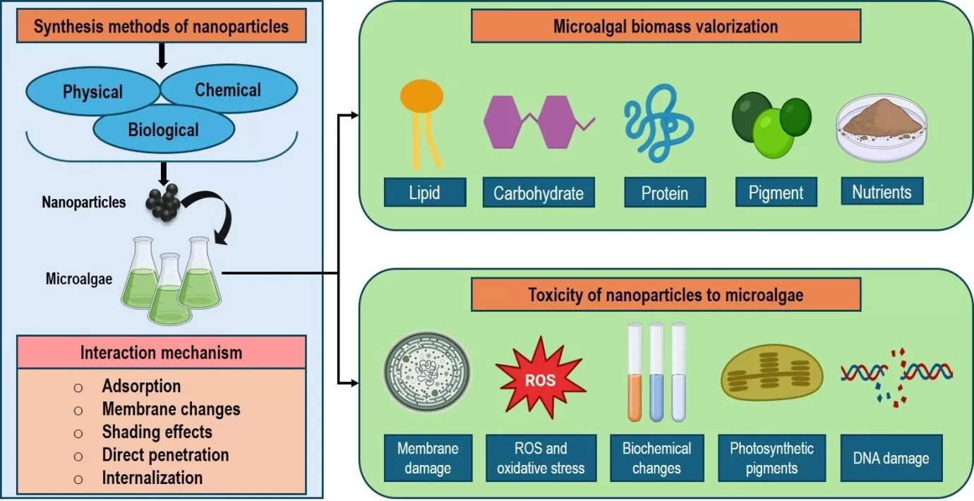 Esquema mostrando métodos físicos, químicos e biológicos de síntese de nanopartículas e suas interações com microalgas, destacando valorização da biomassa e efeitos tóxicos.