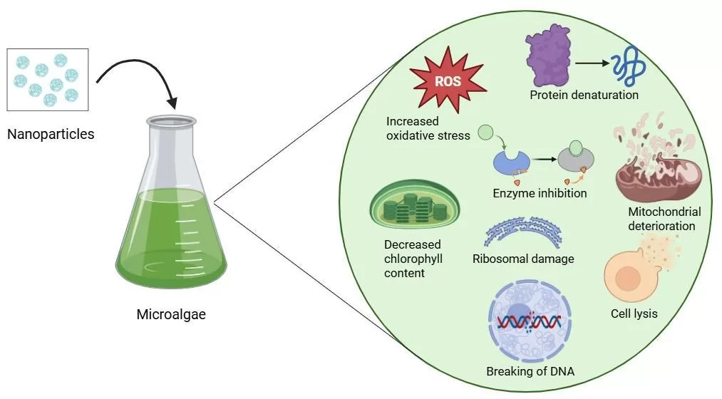 Diagrama dos mecanismos de toxicidade das nanopartículas em microalgas, incluindo estresse oxidativo e danos celulares.
