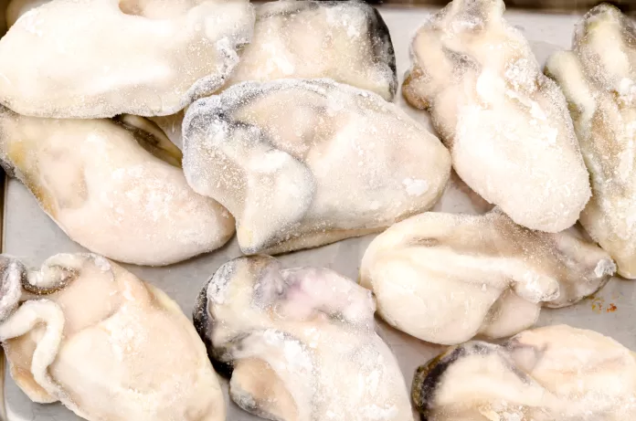 Close-up de ostras congeladas dispostas sobre superfície metálica