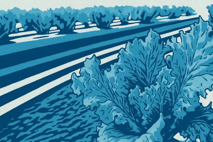 Ilustração em estilo história em quadrinhos de uma plantação hidropônica de alface, com cores azuladas e contornos grossos.