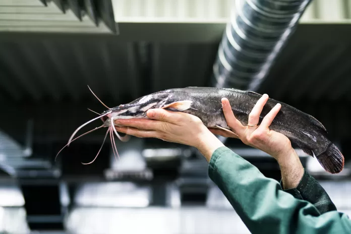 Bagre híbrido sendo segurado em unidade de cultivo, ilustrando ganhos de desempenho obtidos pela hibridização em Siluriformes.