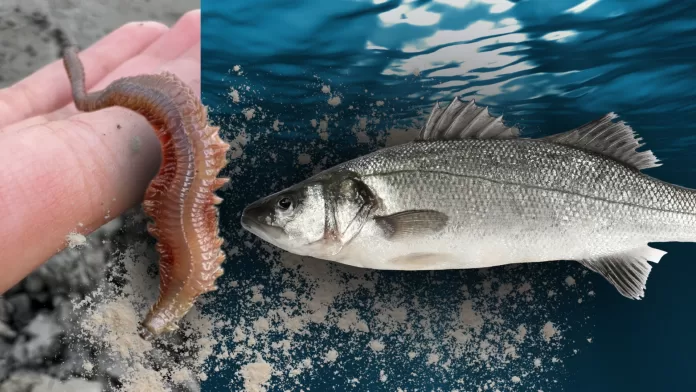 Poliqueta e robalo-europeu lado a lado representando o uso do ingrediente na nutrição aquícola