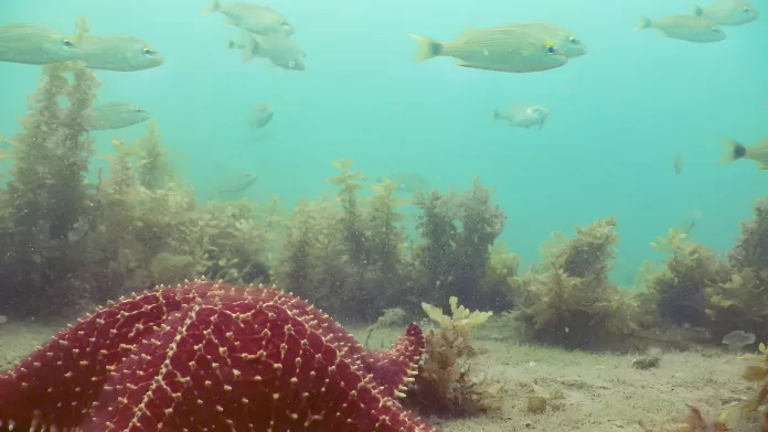 Algas pardas e peixes em floresta marinha submersa