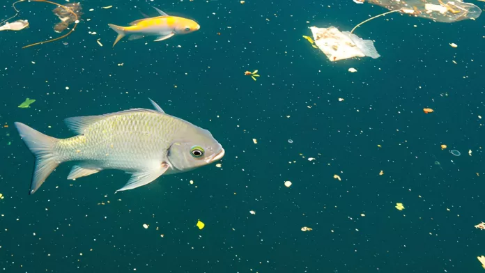 Peixe nadando em água com microplásticos visíveis na superfície