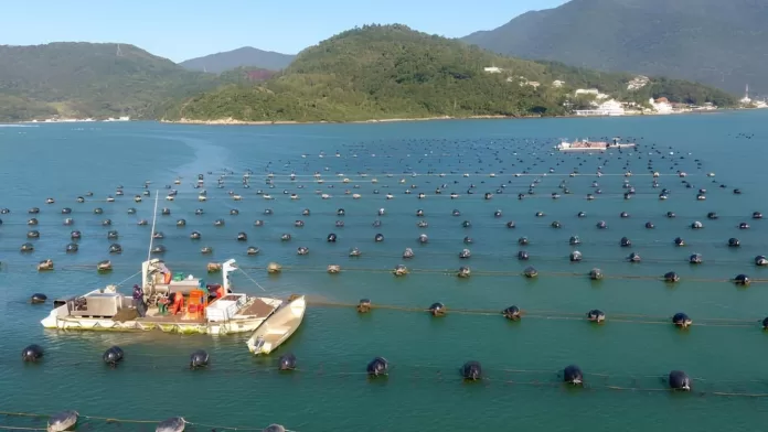 Sistema de cultivo marinho com embarcações em Florianópolis.