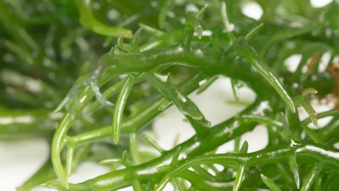 macroalgas verdes em detalhe