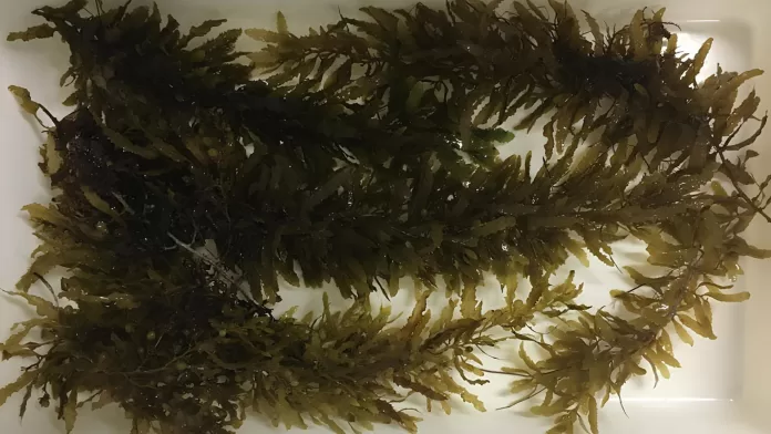 algas marinhas utilizadas em pesquisas para alimentação sustentável