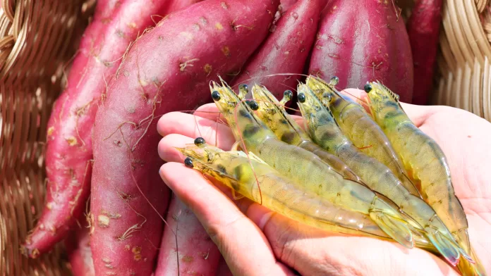 Camarões Litopenaeus vannamei sendo segurados à frente de batatas-doces, ilustrando estudo sobre substituição parcial da farinha de peixe por resíduo fermentado.