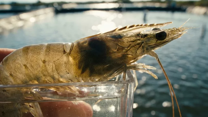 Camarão Litopenaeus vannamei saudável segurado por mão humana sobre tanque de cultivo