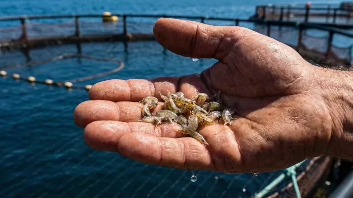 Mão com luva azul segurando aglomerado de pequenos invertebrados marinhos em laboratório de aquicultura com tanques ao fundo.