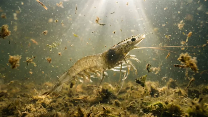 Camarão-branco-do-Pacífico Litopenaeus vannamei nadando em meio a bioflocos e matéria orgânica em suspensão.