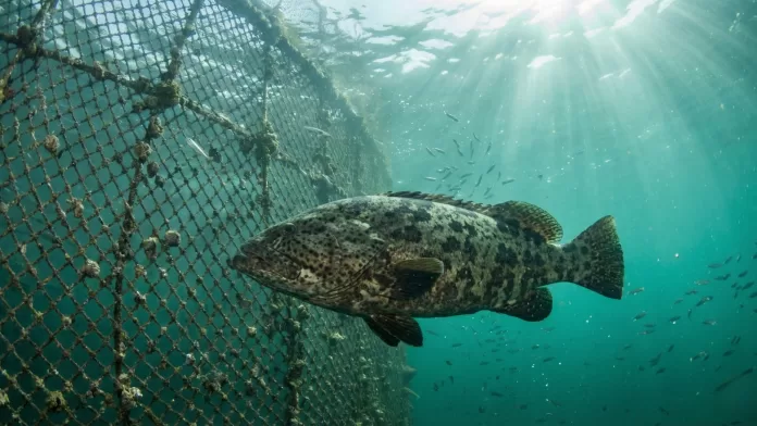 Garoupa nadando dentro de tanque rede submerso no mar com raios de sol