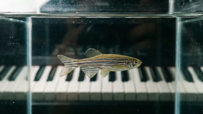 Zebrafish Danio rerio nadando em aquário com teclas de piano visíveis ao fundo.