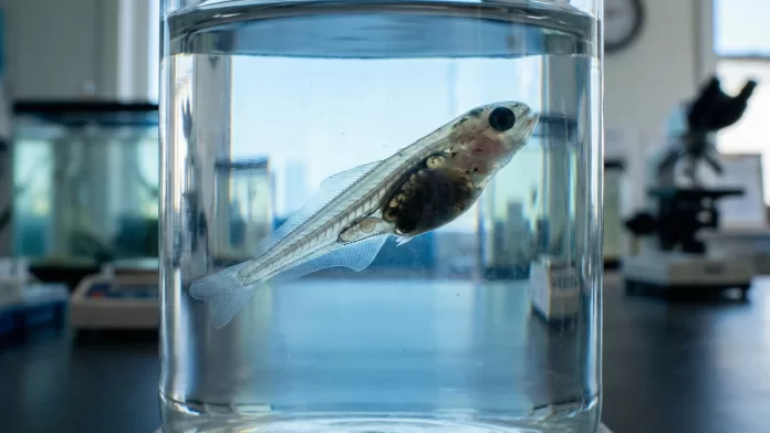 Larva de bijupirá Rachycentron canadum em recipiente de vidro em laboratório de pesquisa.