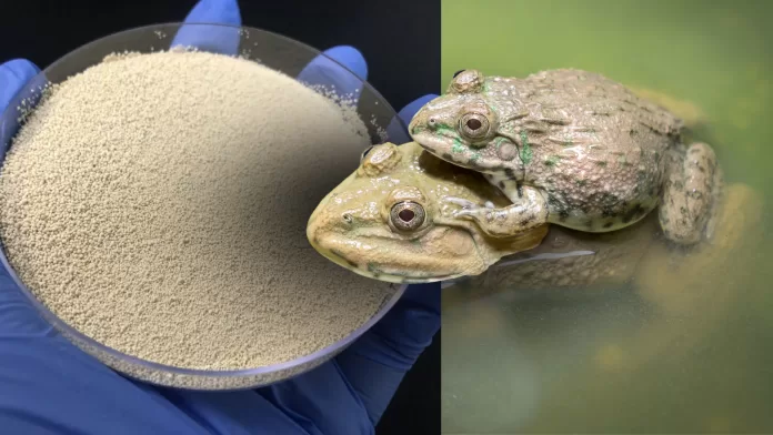 ração com fitase em pó em placa e rãs-touro Aquarana catesbeiana em viveiro