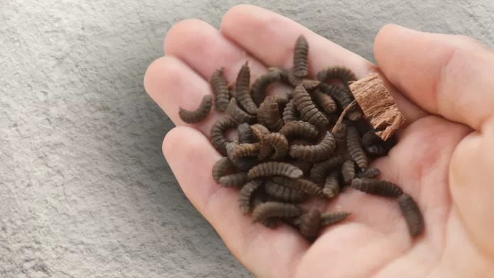 Larvas de mosca-soldado-negra desidratadas na palma da mão.