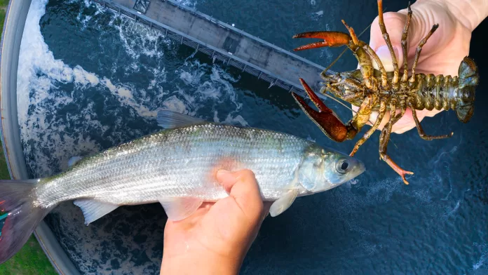 whitefish Coregonus macrophthalmus e lagostim Astacus astacus em sistema de recirculação aquícola