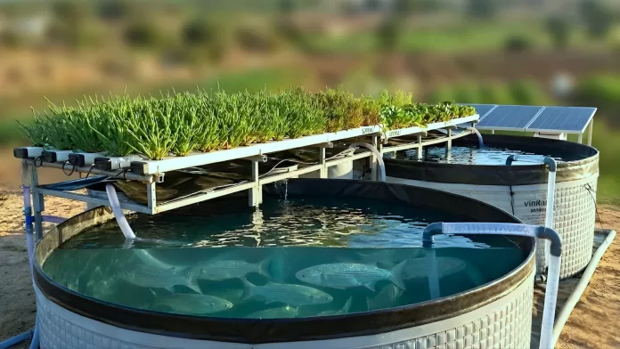 sistema de maraponia com tanques de peixes marinhos e cultivo de halófitas integrado em ambiente salino