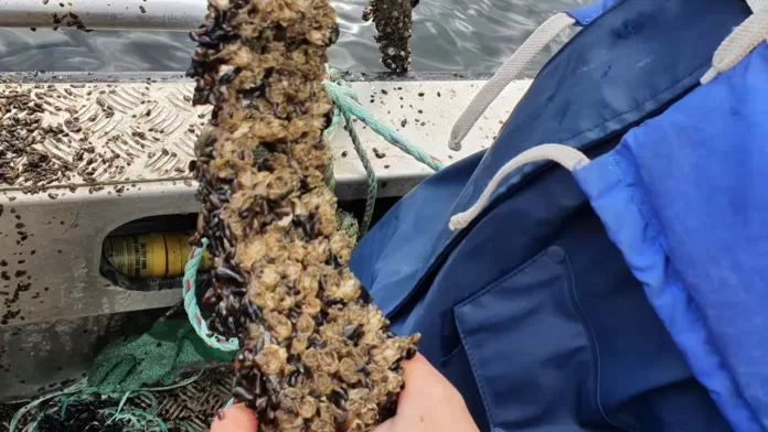 Cracas aderidas a estrutura marinha utilizadas na produção de náuplios.