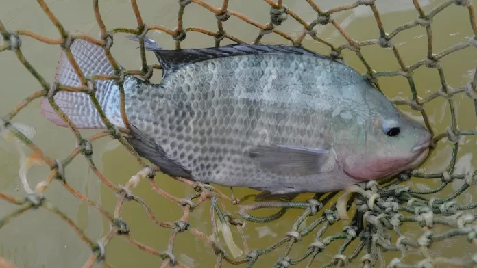 Tilápia capturada em rede durante cultivo no Espírito Santo