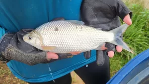 Curimba utilizada em sistema de piscicultura integrada na Amazônia