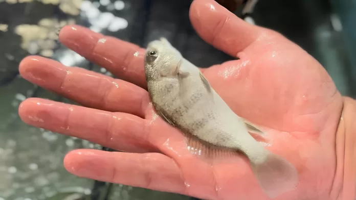 Burriquete capturado em Santa Catarina